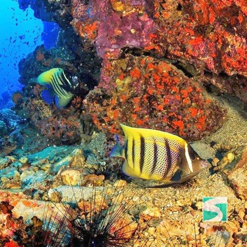Koh Samui diving course - pool & open sea - samuitours.app