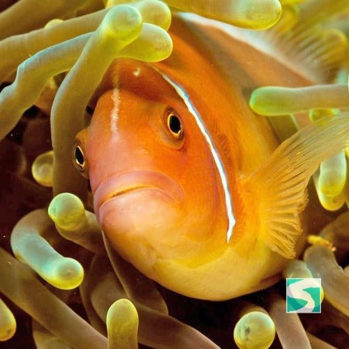 Diving Koh Tao - Sail Rock & whale shark - samuitours.app