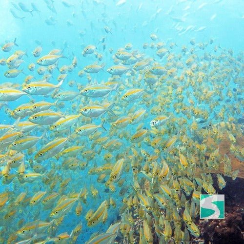 Trial Diving Koh Tao - Experience the open sea - samuitours.app