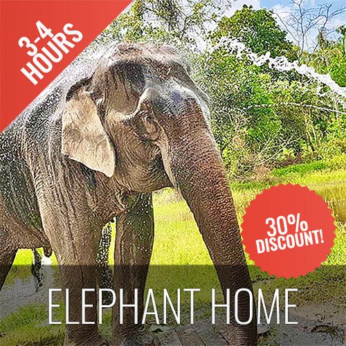 Half Day Activity Elephant Home Shelter - samuitours.app