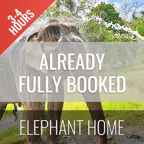 Half Day Activity Elephant Home Shelter - samuitours.app