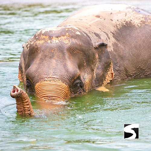 Elephant Sanctuary Samui - Ethical Animal Experience - samuitours.app
