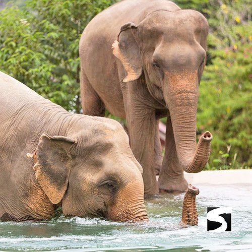 Elephant Sanctuary Samui - Ethical Animal Experience - samuitours.app