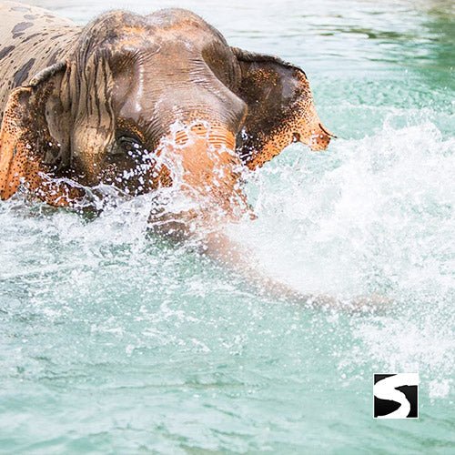 Elephant Sanctuary Samui - Ethical Animal Experience - samuitours.app