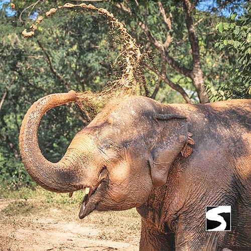 Elephant Sanctuary Samui - Ethical Animal Experience - samuitours.app