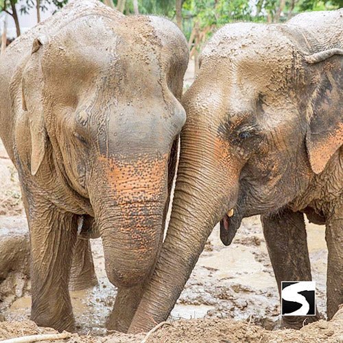 Elephant Sanctuary Samui - Ethical Animal Experience - samuitours.app