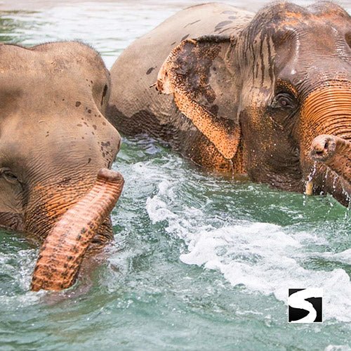 Elephant Sanctuary Samui - Ethical Animal Experience - samuitours.app
