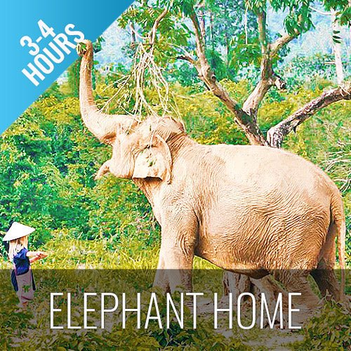Half Day Activity Koh Samui Elephant Home Animal Shelter - samuitours.app
