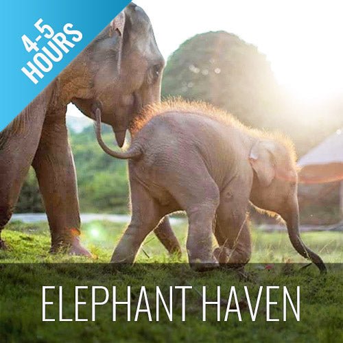 Koh Samui Elephant Haven - Animal Activity - samuitours.app