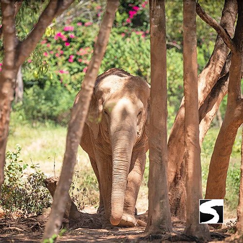Elephant Sanctuary Samui - Ethical Animal Experience - samuitours.app