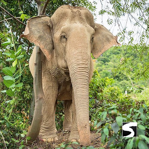 Elephant Sanctuary Samui - Ethical Animal Experience - samuitours.app