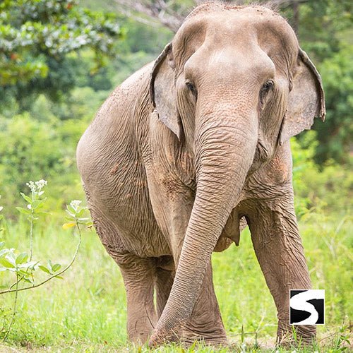 Elephant Sanctuary Samui - Ethical Animal Experience - samuitours.app