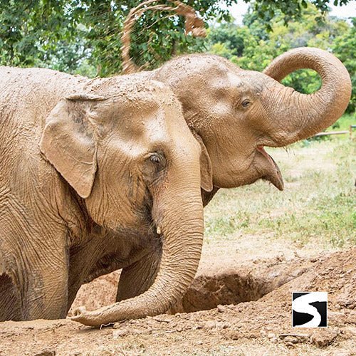 Elephant Sanctuary Samui - Ethical Animal Experience - samuitours.app