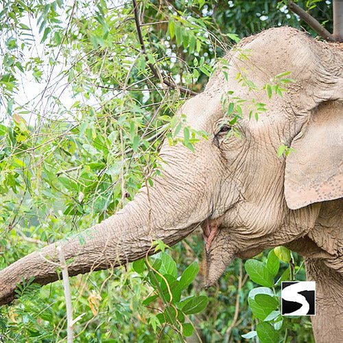 Elephant Sanctuary Samui - Ethical Animal Experience - samuitours.app