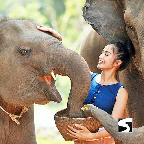 Elephant Sanctuary Samui - Ethical Animal Experience - samuitours.app
