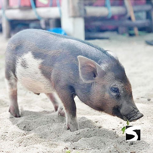 Pig Island VIP Snorkeling Longtail Boat Koh Mudsum & Koh Tan - samuitours.app
