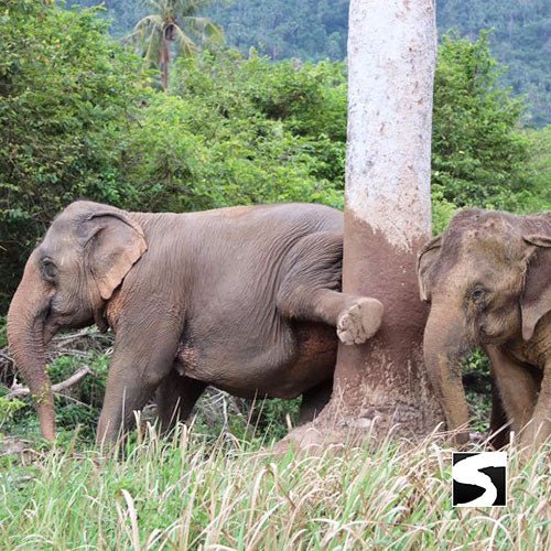 Half Day Activity Koh Samui Elephant Home Animal Shelter - samuitours.app
