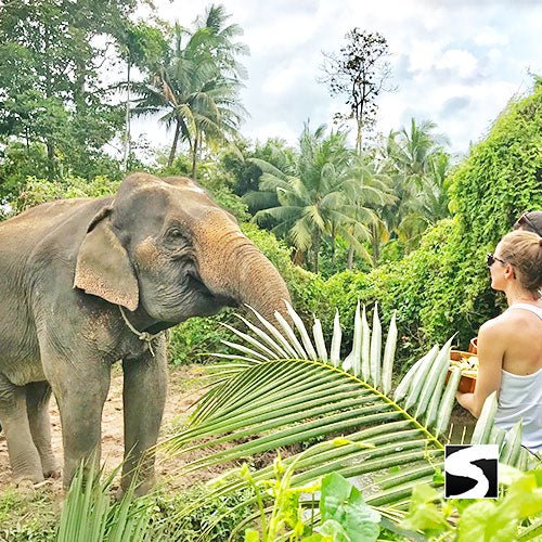 Private Island Tour Around Koh Samui Full Day Shore Excursion - samuitours.app