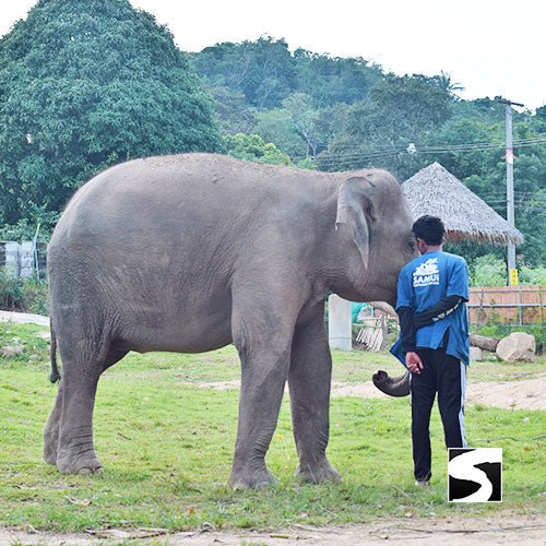 Koh Samui Elephant Haven - Animal Activity - samuitours.app