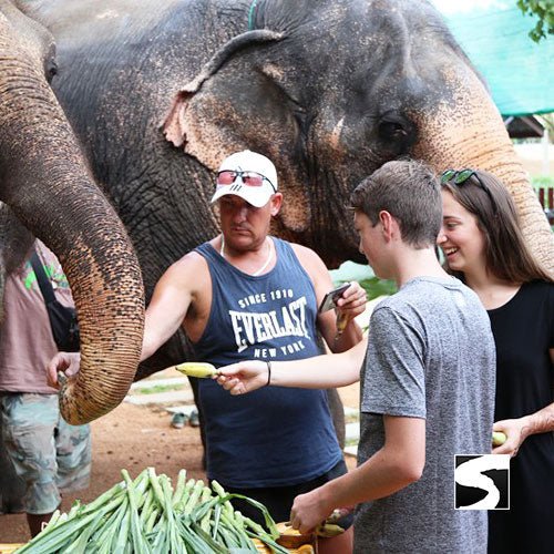 Half Day Activity Koh Samui Elephant Home Animal Shelter - samuitours.app