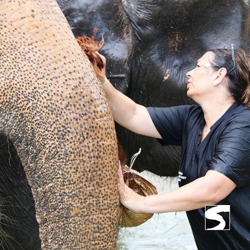 Half Day Activity Koh Samui Elephant Home Animal Shelter - samuitours.app