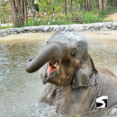 Round - Trip Transfer Elephant Kingdom 400m Skywalk Animal Shelter - samuitours.app