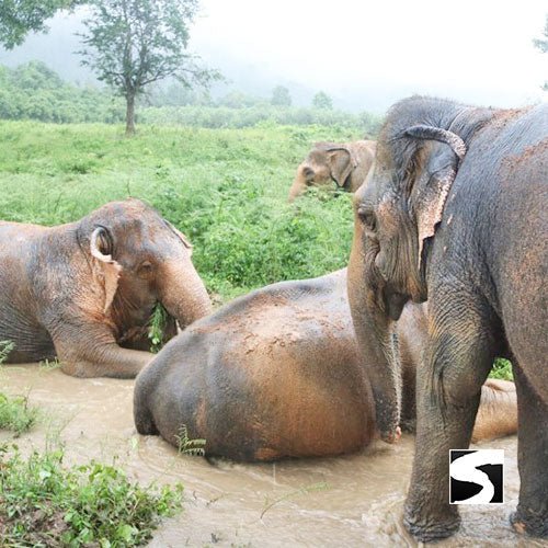 Half Day Activity Koh Samui Elephant Home Animal Shelter - samuitours.app
