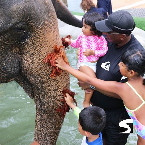 Half Day Activity Koh Samui Elephant Home Animal Shelter - samuitours.app