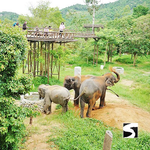 Round - Trip Transfer Elephant Kingdom 400m Skywalk Animal Shelter - samuitours.app