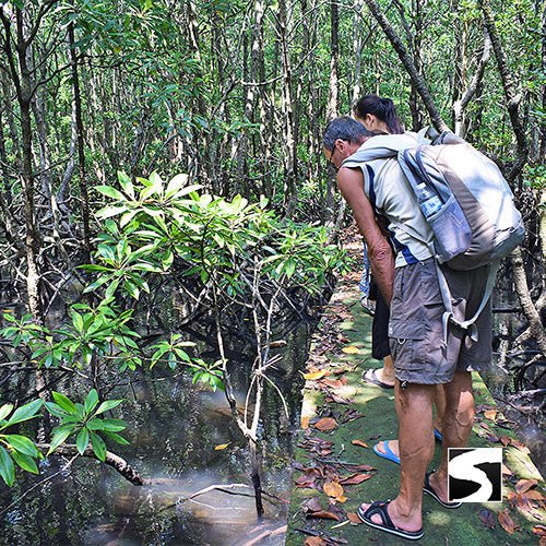 10 - 01 - 26 Pig Island VIP Longtail Boat - samuitours.app