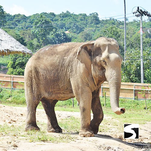 Koh Samui Elephant Haven - Animal Activity - samuitours.app