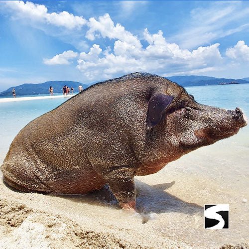 Pig Island VIP Snorkeling Longtail Boat Koh Mudsum & Koh Tan - samuitours.app