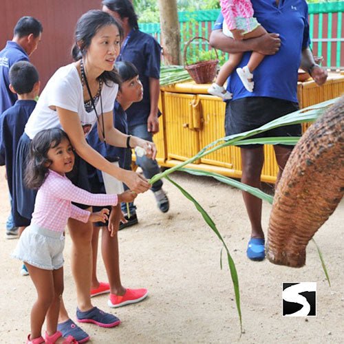 Elephant Shelter Feeding Activity Koh Samui For Cruise Ship Guests - samuitours.app