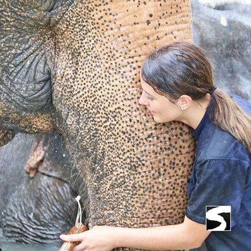 Half Day Activity Koh Samui Elephant Home Animal Shelter - samuitours.app