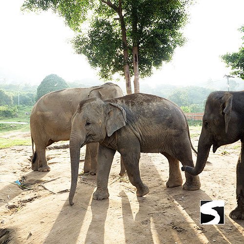 Koh Samui Elephant Haven - Animal Activity - samuitours.app
