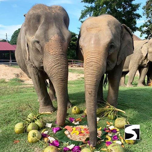 Koh Samui Elephant Haven - Animal Activity - samuitours.app