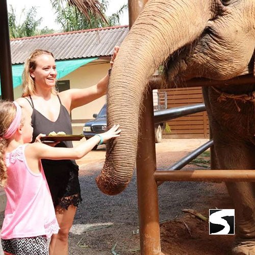 Elephant Shelter Feeding Activity Koh Samui For Cruise Ship Guests - samuitours.app