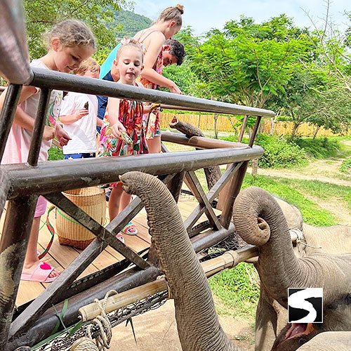 Round - Trip Transfer Elephant Kingdom 400m Skywalk Animal Shelter - samuitours.app