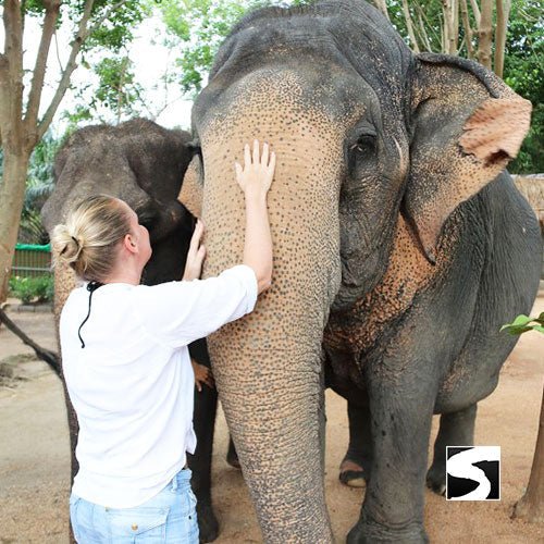 Half Day Activity Elephant Home Shelter - samuitours.app