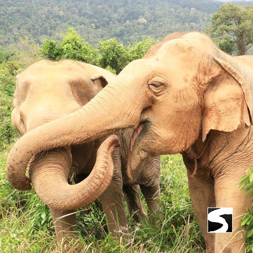 Half Day Activity Koh Samui Elephant Home Animal Shelter - samuitours.app