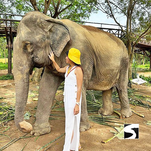 Round - Trip Transfer Elephant Kingdom 400m Skywalk Animal Shelter - samuitours.app