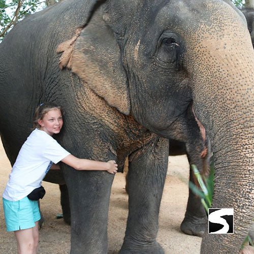 Half Day Activity Elephant Home Shelter - samuitours.app