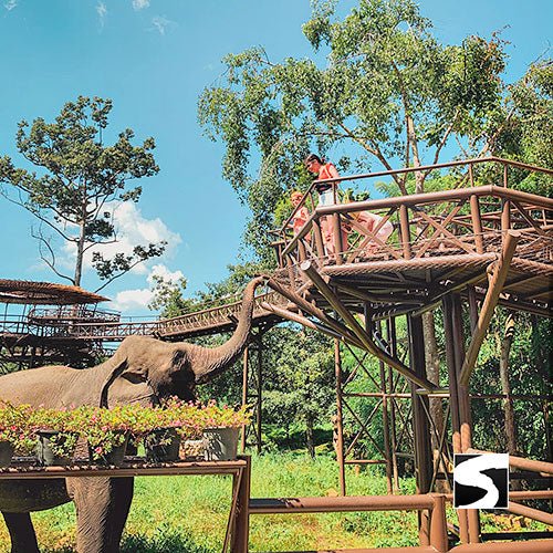 Round - Trip Transfer Elephant Kingdom 400m Skywalk Animal Shelter - samuitours.app
