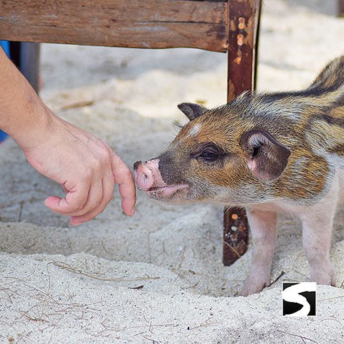 Private Koh Samui Tours - Secret islands boat trip - samuitours.app