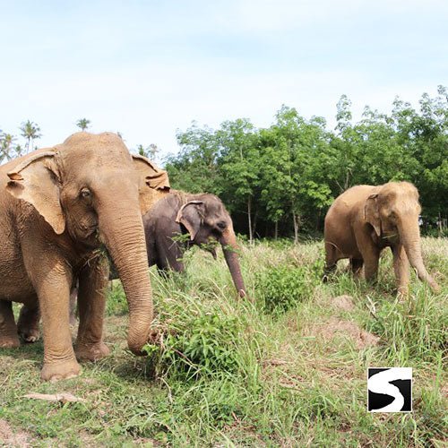 Half Day Activity Elephant Home Shelter - samuitours.app