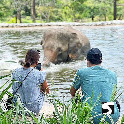 Round - Trip Transfer Elephant Kingdom 400m Skywalk Animal Shelter - samuitours.app