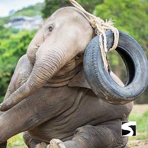 Koh Samui Elephant Haven - Animal Activity - samuitours.app