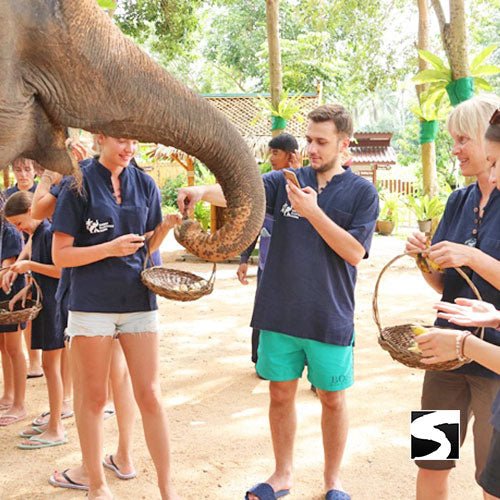 Elephant Shelter Feeding Activity Koh Samui For Cruise Ship Guests - samuitours.app