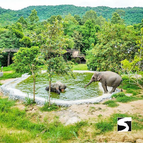 Round - Trip Transfer Elephant Kingdom 400m Skywalk Animal Shelter - samuitours.app