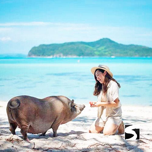 Pig Island VIP Snorkeling Longtail Boat Koh Mudsum & Koh Tan - samuitours.app